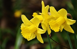 daffodils-2162825_1280.jpg